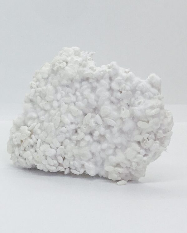 Frisch hergestellter Reis Koji der mit dem Schimmelpilz Aspergillus oryzae beimpft wurde